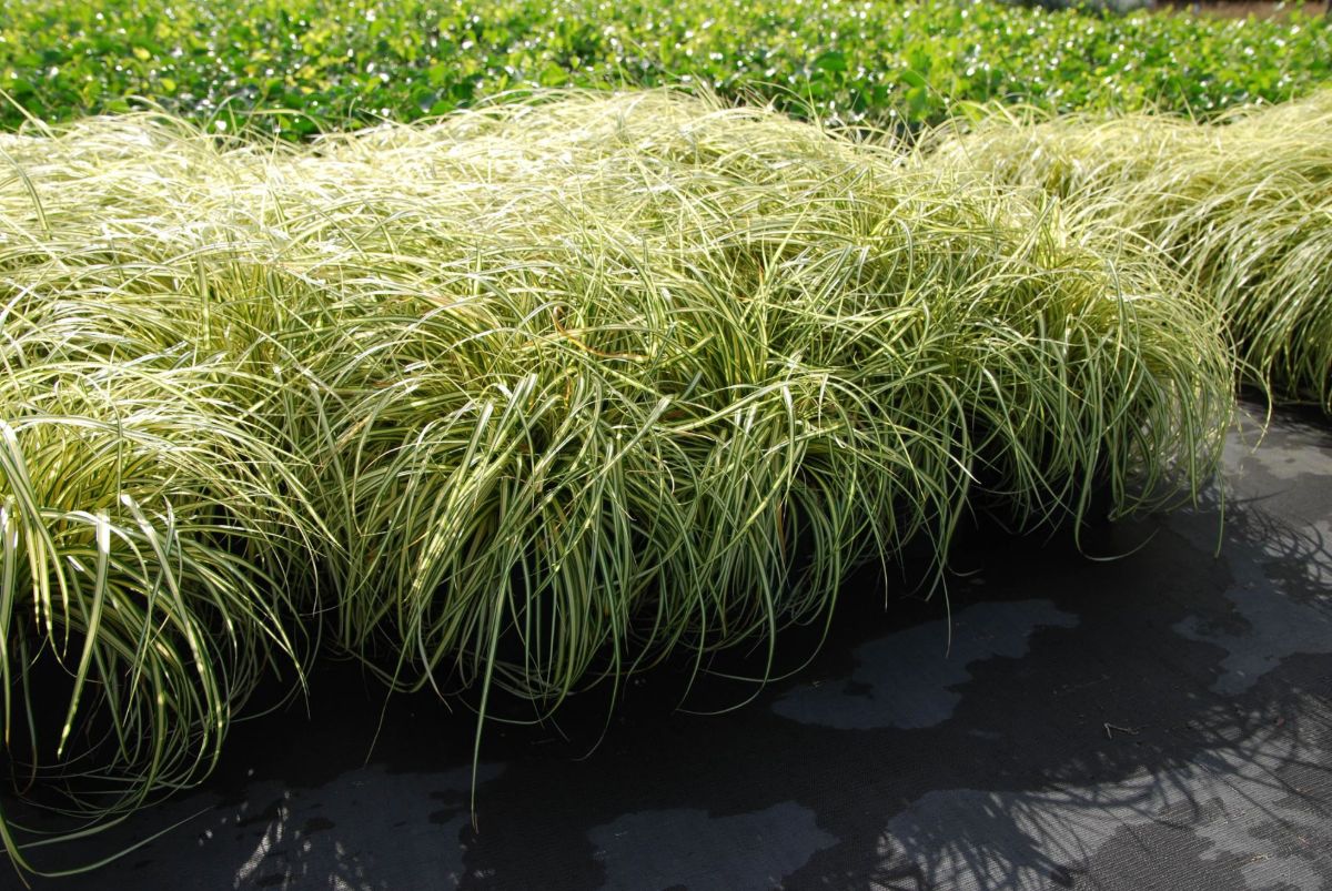 Afbeelding voor categorie Siergrassen