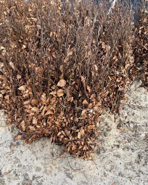 Afbeeldingen van Fagus sylvatica