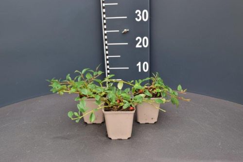 Afbeeldingen van Cotoneaster dammeri ‘Major’ P9