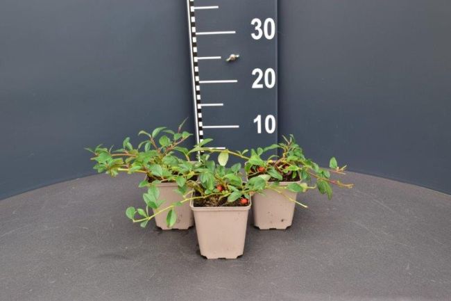 Afbeeldingen van Cotoneaster dammeri ‘Major’ P9