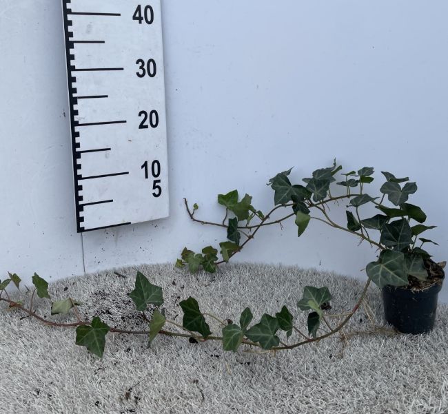 Afbeeldingen van Hedera hibernica 30-50 P9