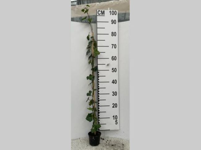 Afbeeldingen van Hedera hibernica 80-100 P9