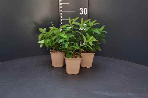 Afbeeldingen van Hypericum calycinum P9