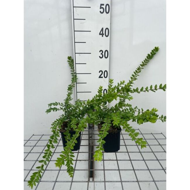 Afbeeldingen van Lonicera nitida ‘Maigrün’ P9