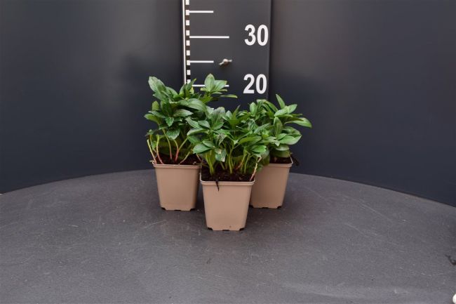 Afbeeldingen van Pachysandra terminalis ‘Green Carpet’ P9