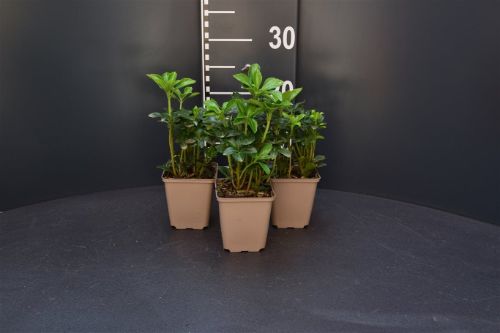 Afbeeldingen van Pachysandra terminalis ‘Green Sheen’ P9