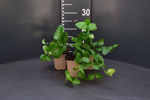 Afbeeldingen van Vinca major P9