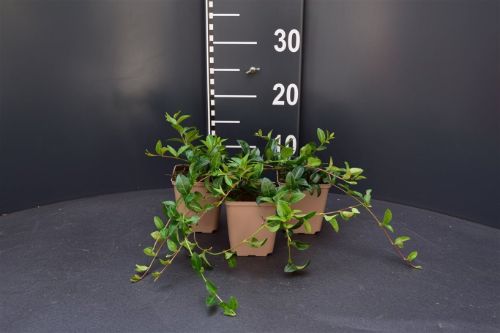 Afbeeldingen van Vinca minor P9