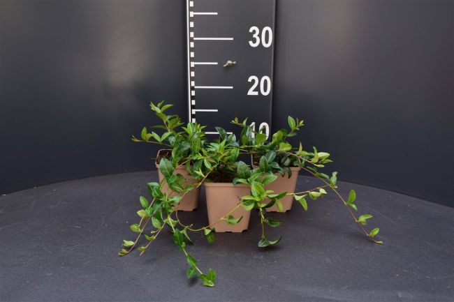 Afbeeldingen van Vinca minor P9