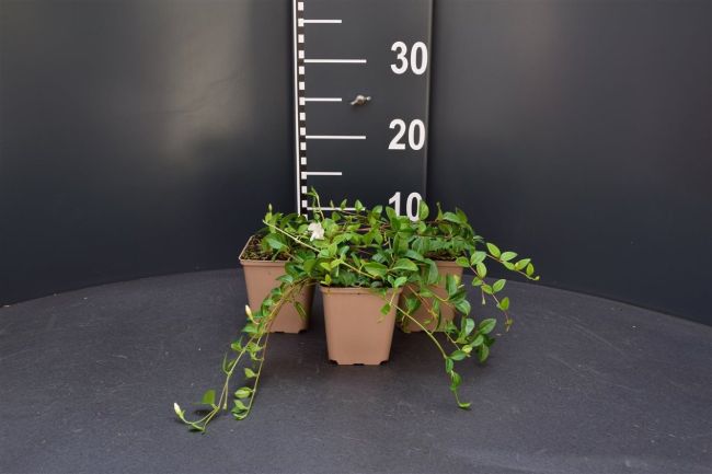 Afbeeldingen van Vinca minor ‘Alba’ P9