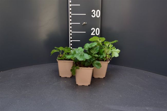 Afbeeldingen van Waldsteinia ternata P9