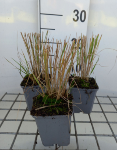Afbeeldingen van Calamagrostis acutiflora Overdam P9