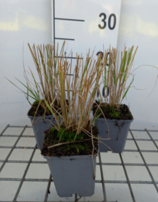 Afbeeldingen van Calamagrostis acutiflora Overdam P9