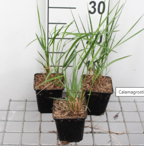 Afbeeldingen van Calamagrostis acutiflora Karl Foerster P9