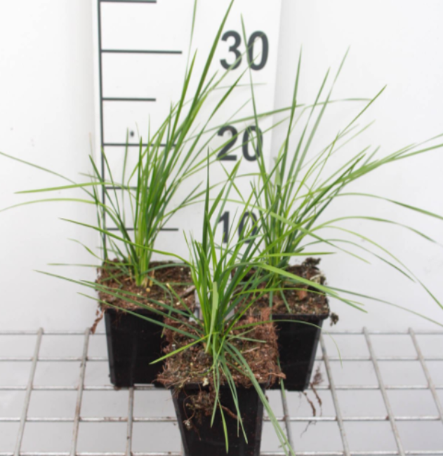 Afbeeldingen van Deschampsia cespitosa P9