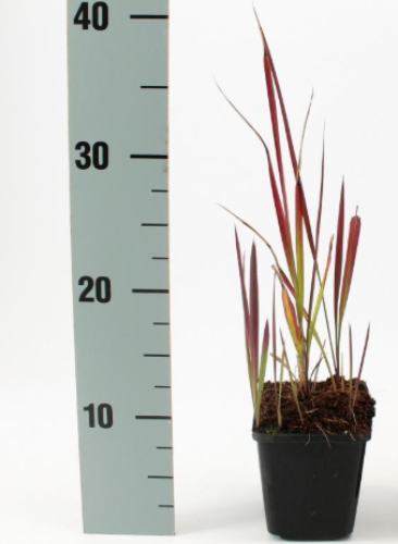 Afbeeldingen van Imperata cylindrica Red Baron P9