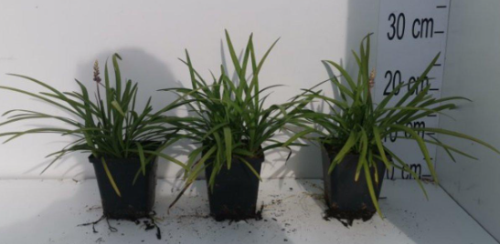 Afbeeldingen van Liriope muscari P9