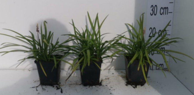 Afbeeldingen van Liriope muscari P9