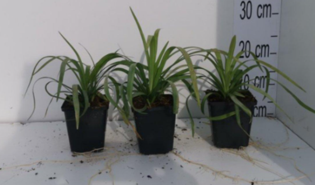 Afbeeldingen van Liriope muscari Monroe White P9