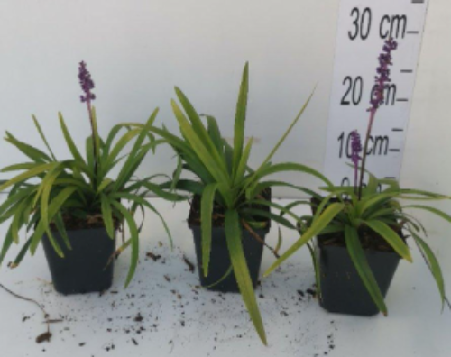 Afbeeldingen van Liriope muscari Moneymaker P9
