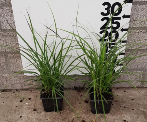 Afbeeldingen van Luzula Nivea P9