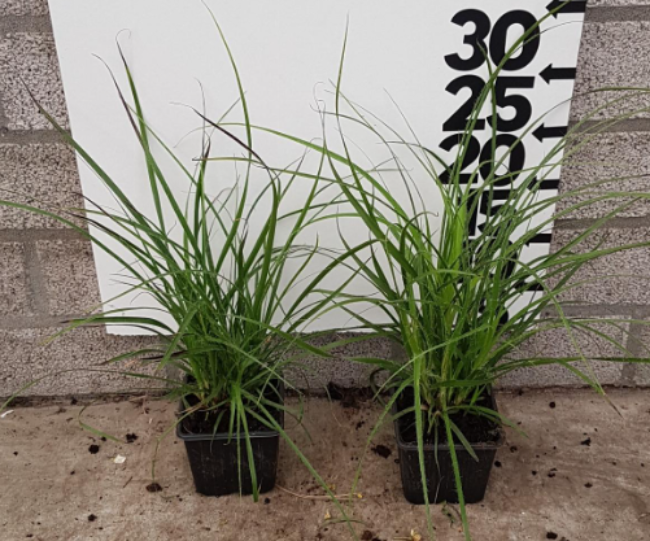 Afbeeldingen van Luzula Nivea P9