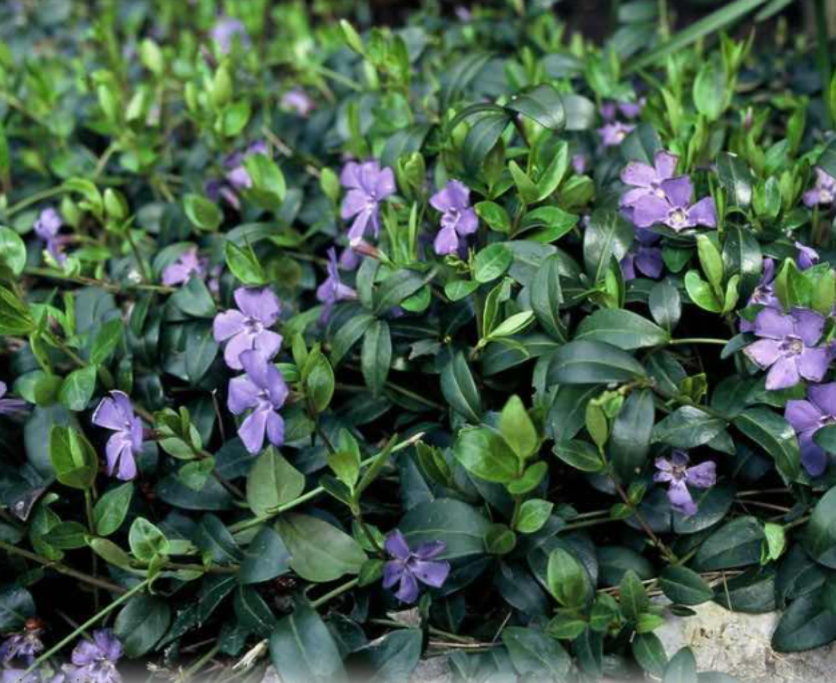 Afbeelding voor categorie Bodembedekkers