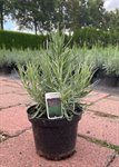 Lavandula ang. 'Munstead' 1