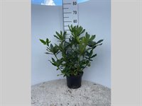 Rhododendron cunh. 'White' 1