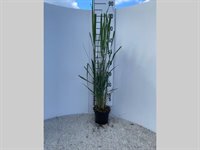 Panicum virg. 'Northwind' 1