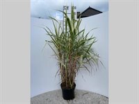 Arundo donax 'Variagata' 1