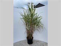 Arundo donax 'Variagata' 2