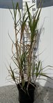 Miscanthus Floridulus 1