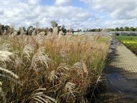 Miscanthus sin. 'Silberfeder' 1