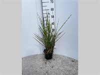 Miscanthus sin. 'Zebrinus' 1