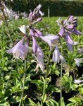 Hosta 'Royal Standaard' 2