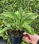 Hosta 'Royal Standaard' 1