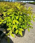 Nandina dom. 'Fire Power' 2