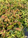 Nandina dom. 'Fire Power' 1