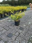 Ilex cren. 'Golden Gem' 1