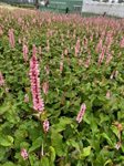 Persicaria Rosea  2