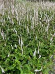 Persicaria Alba 1