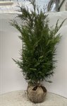 Thuja plicata 'Martin'  3