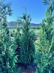 Thuja plicata 'Martin'  3