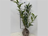 Prunus Laur. 'Caucasica' 2