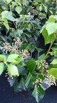 Hedera hel. 'Arborescens' 1