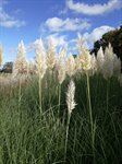 Cortaderia selloana 1