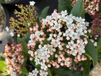 Viburnum tinus 1