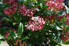 Viburnum tinus 'Gwenllian' 1