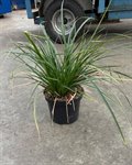 Carex morrowii 'Variegata' 1